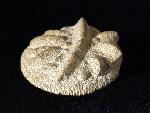 Aspidiscus cristatus (LAMARCK 1801) - Bild © FossNet FossilienStore